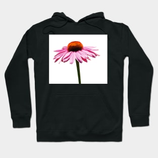 Echinacea Purpurea on White Background Hoodie